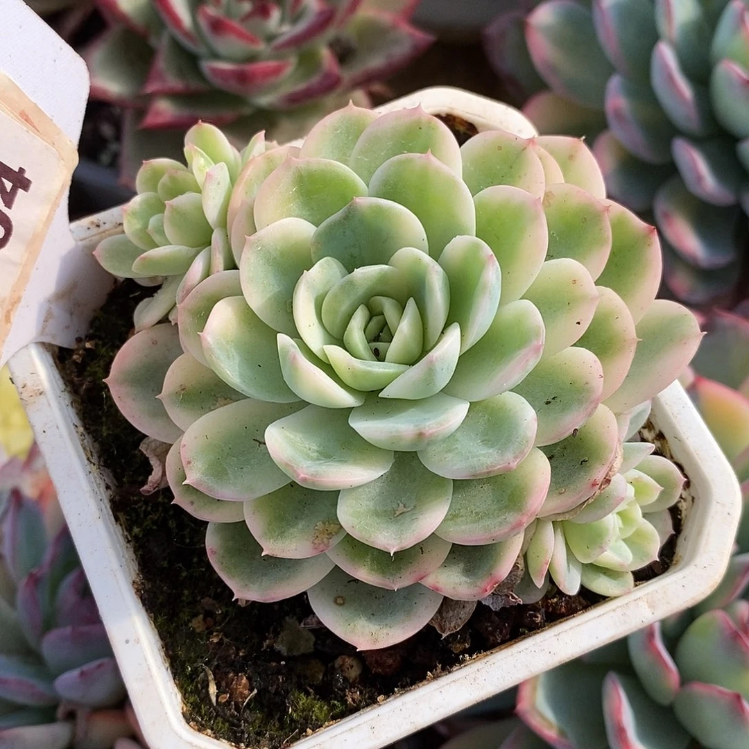 104茉莉花哈哈哈哈哈