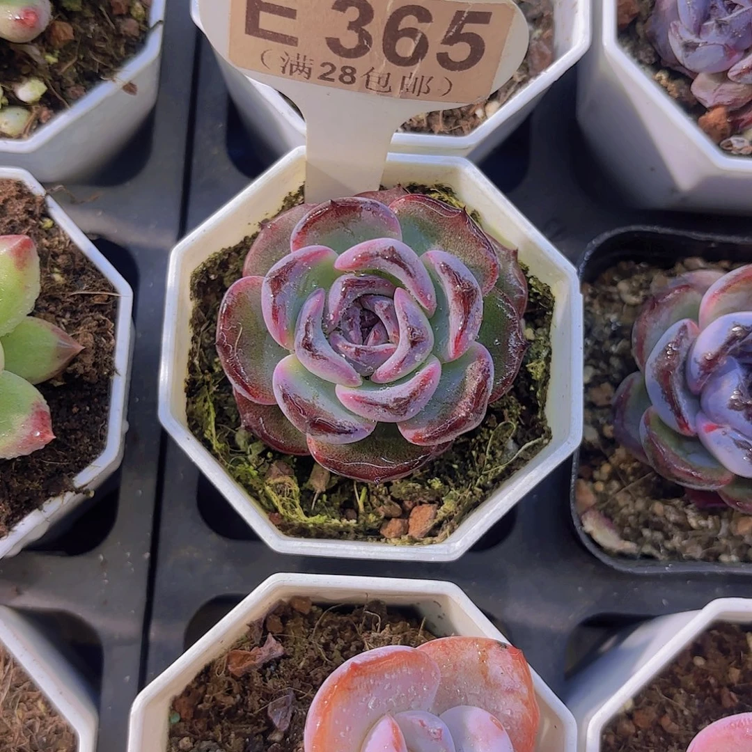 E365黑橙一物一拍