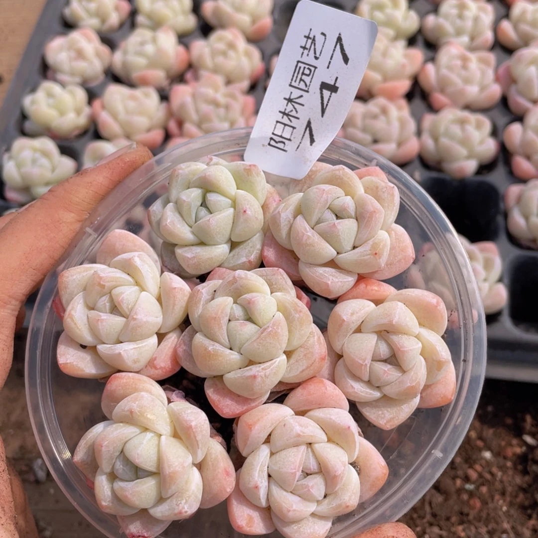 多肉植物多肉植物747