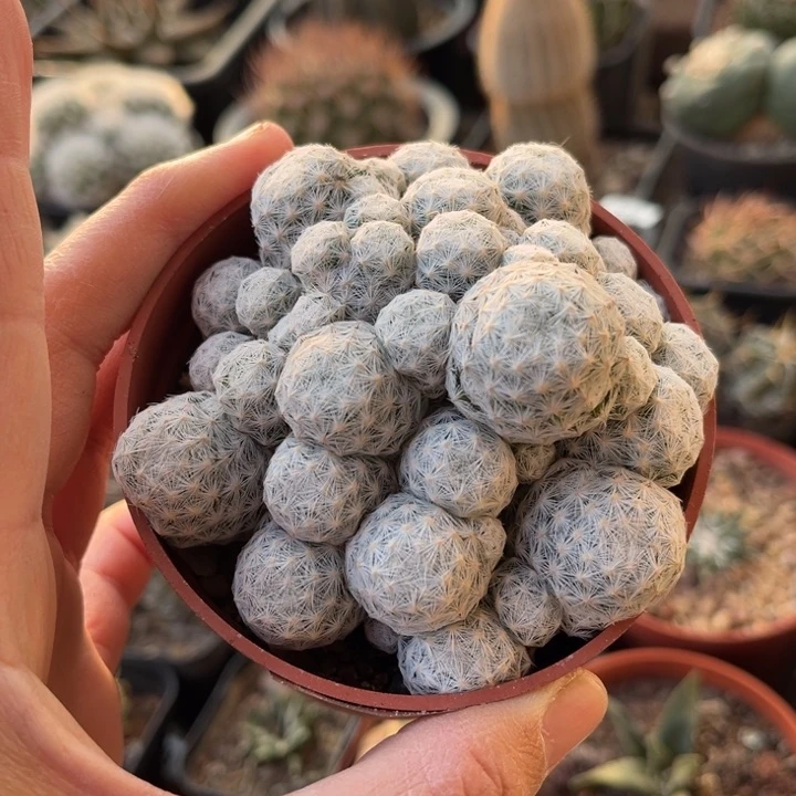 仙人球一物一拍自根