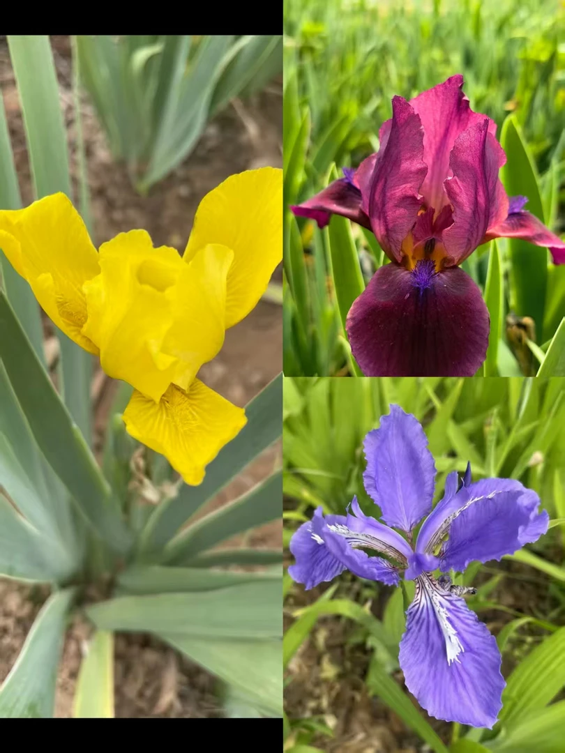 德国鸢尾 多年生耐寒花卉 庭院 花园 绿化植物