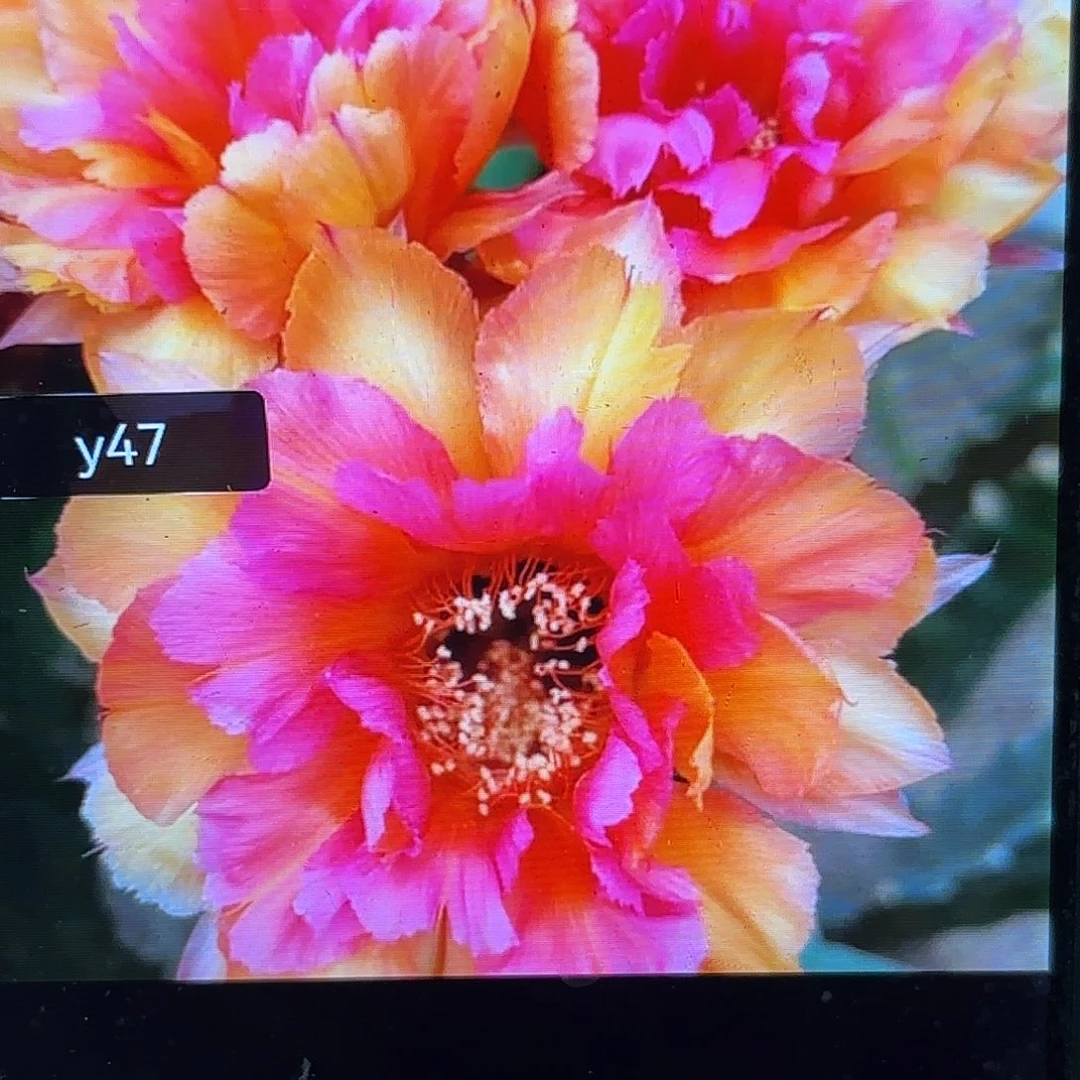 Y47彩侧牙20包邮仙人球18