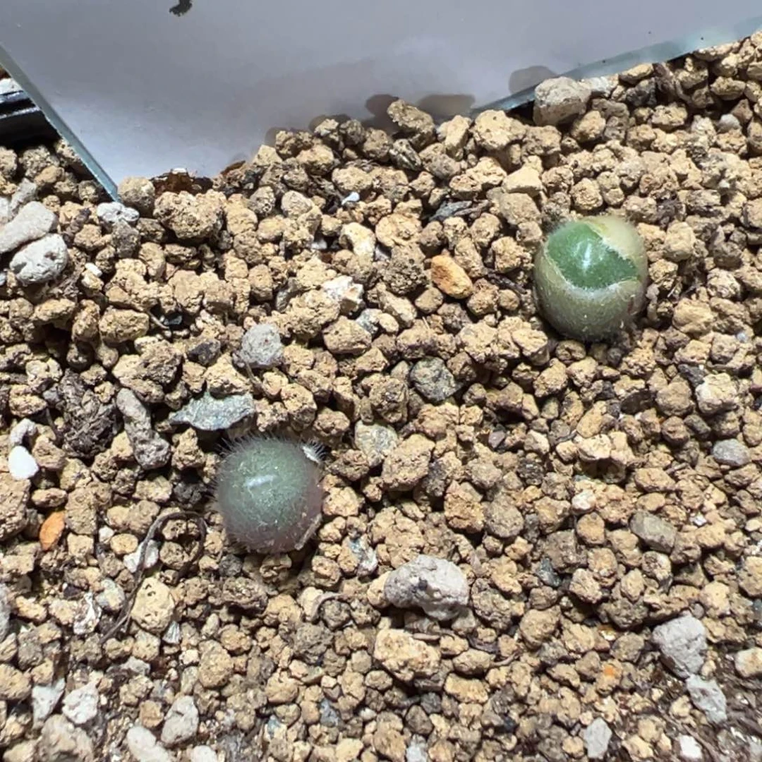 6-81肉锥多肉植物