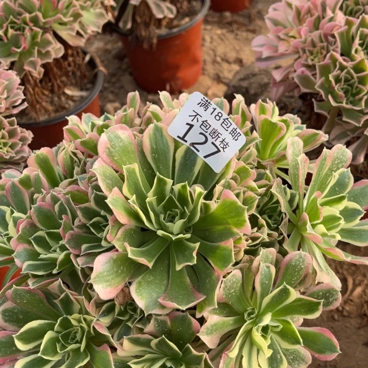 127白凤手捧4号棚