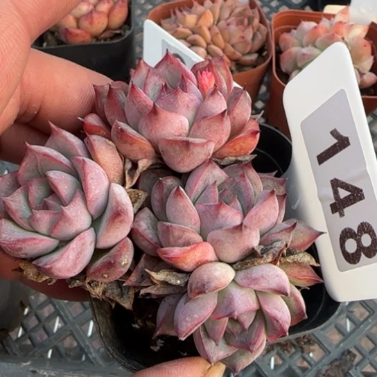 148睫毛巧克力一物一拍多肉