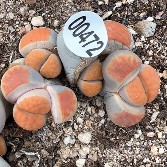 0472.冰橙群，稀少111111