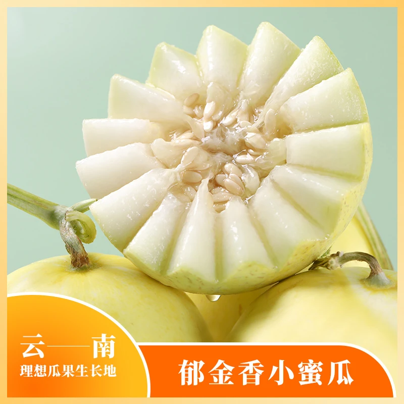 云南郁金香小甜瓜新鲜小香瓜头茬现摘白皮香瓜 果园现摘