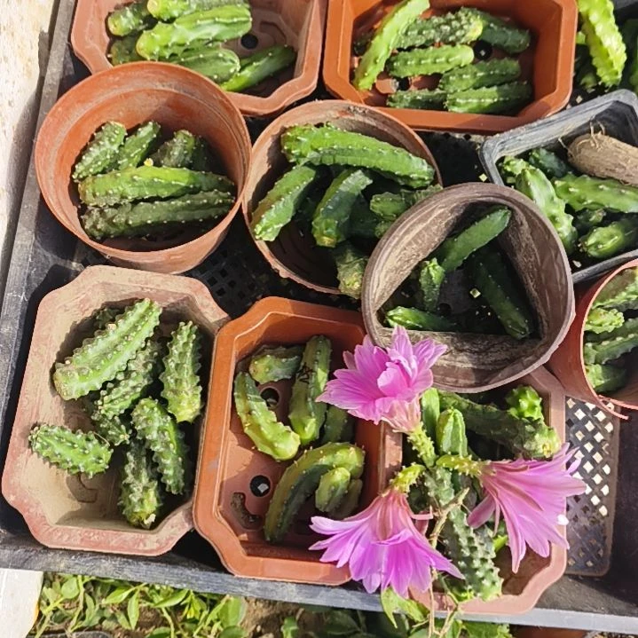 用***刘11个水仙侧芽一组无根