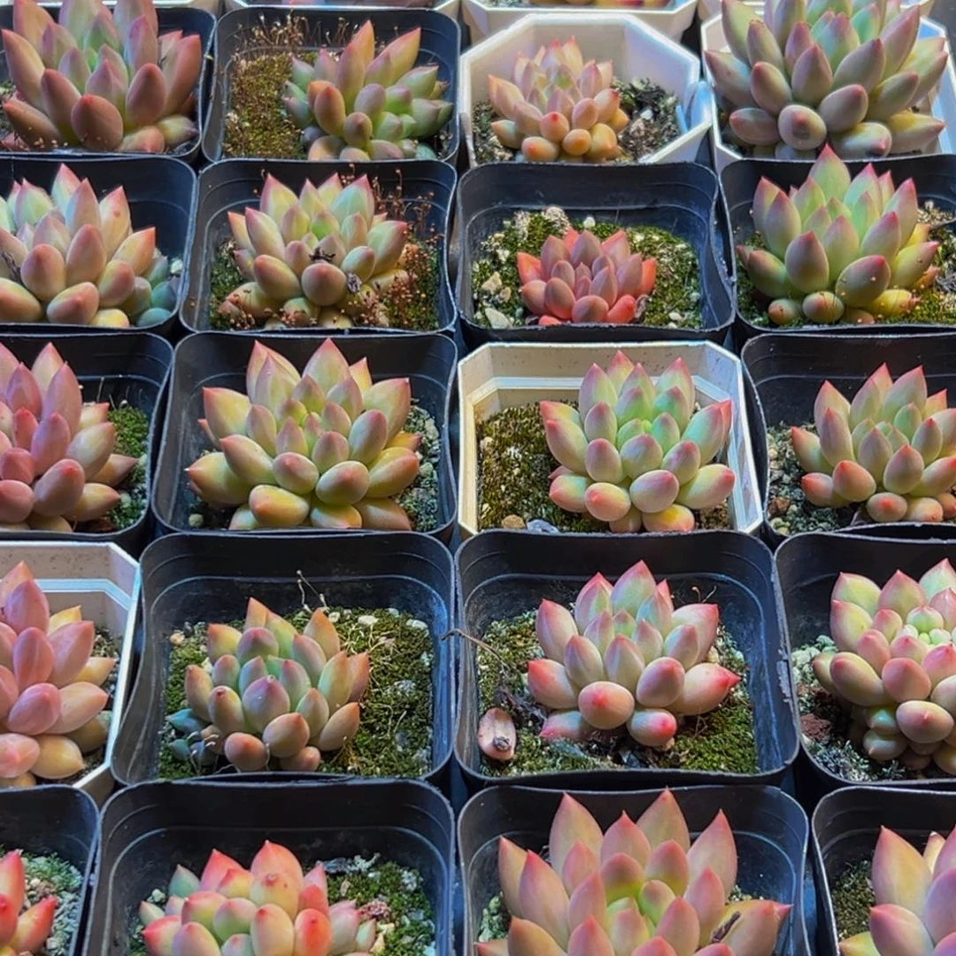 s***k898多肉葡萄干和一个