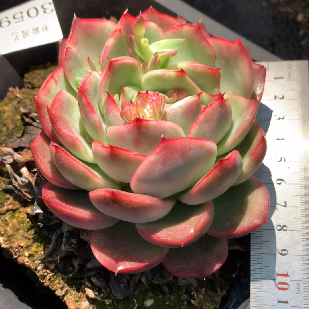 3059杂交多肉植物