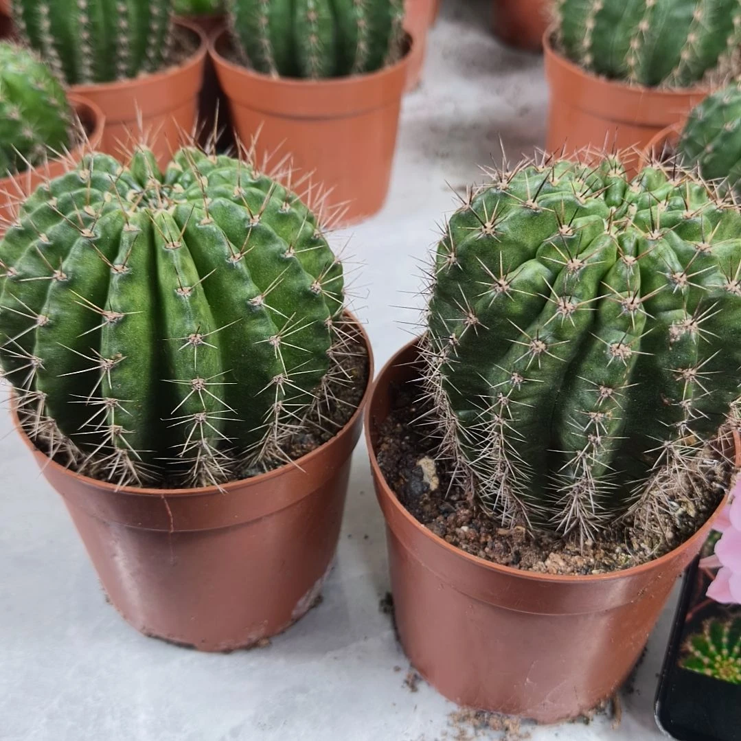 大***好凤羽6号和10号带盆发