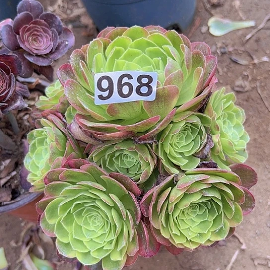 用***6多肉植物一个法师