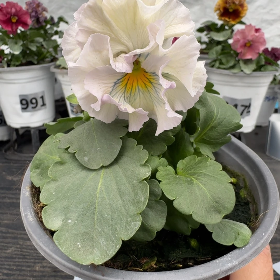 全部花朵607号木村