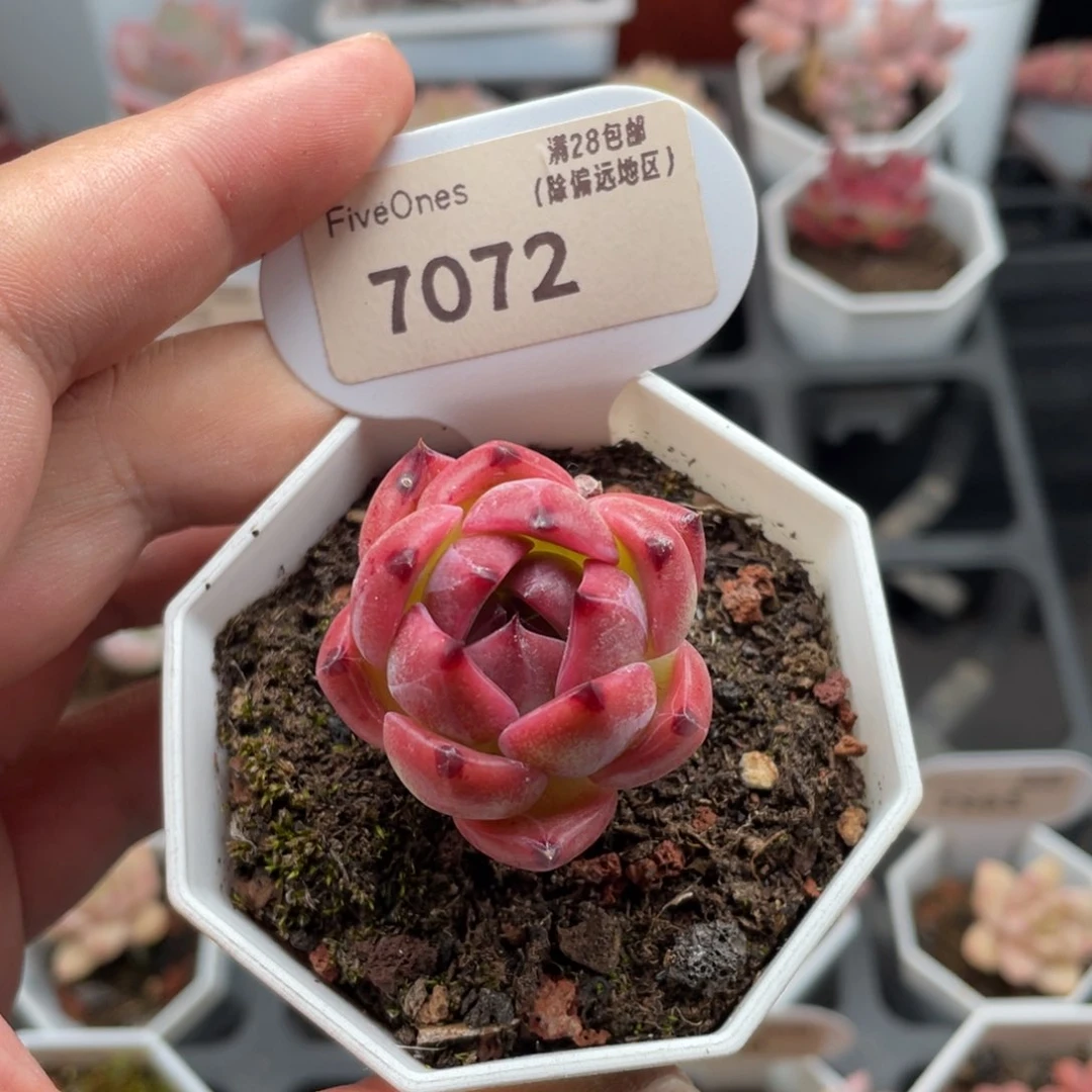 篝火7072-3.5厘米