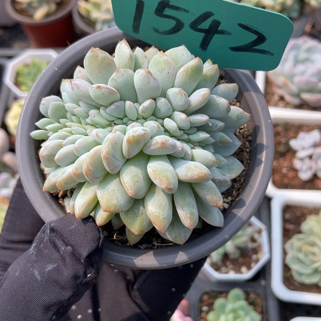 1542星影缀多肉植物