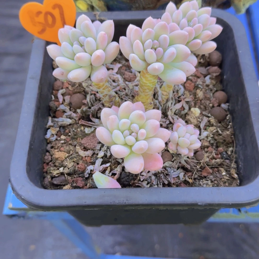 可*507多肉植物一物一拍