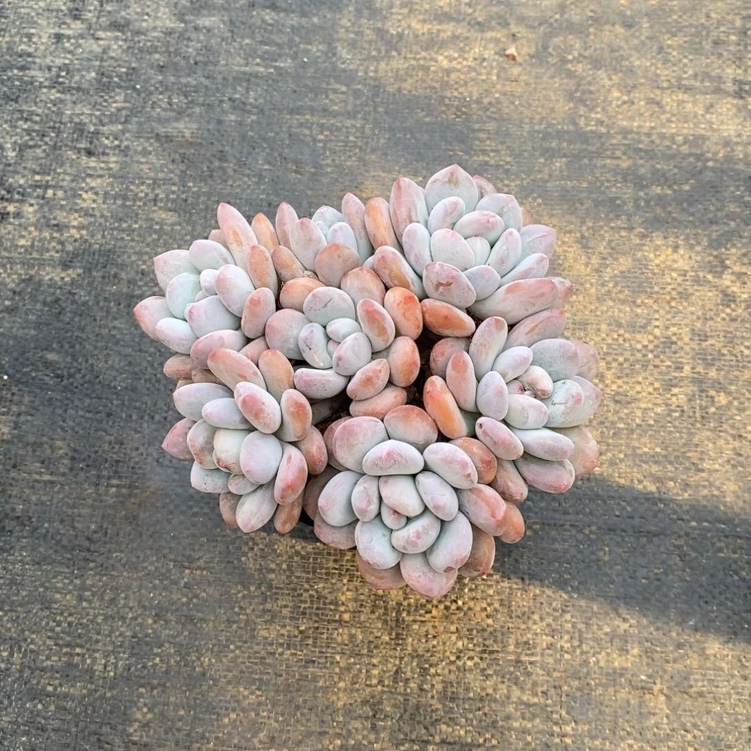 屿平头自然群多肉香水，1234567891