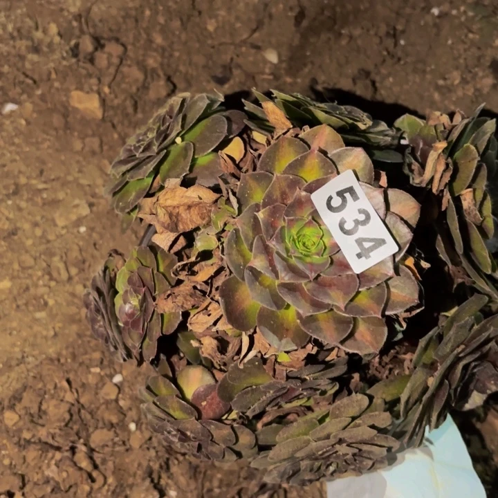 534雨荷多肉植物不售后中班