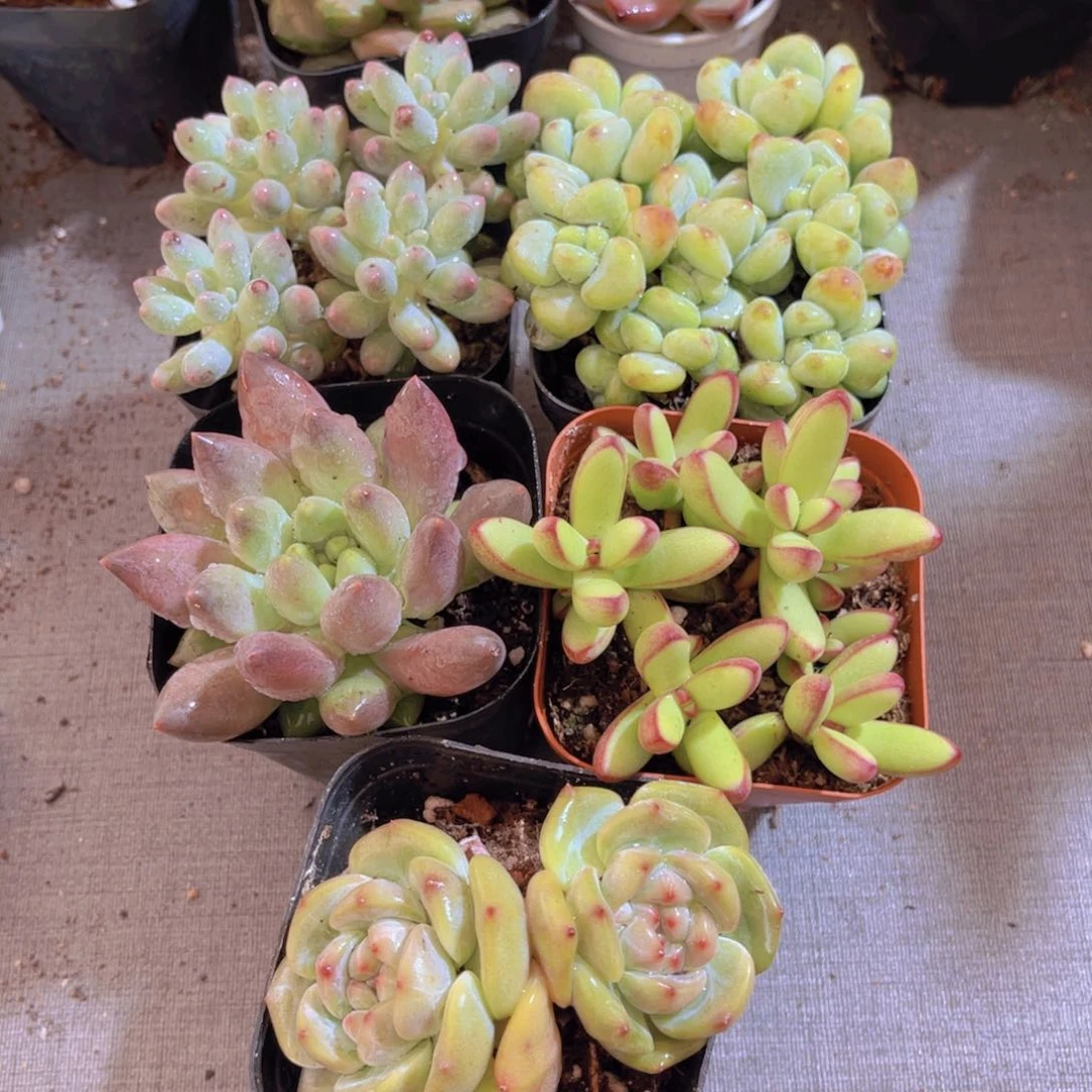 KO老板娘套餐多肉植物