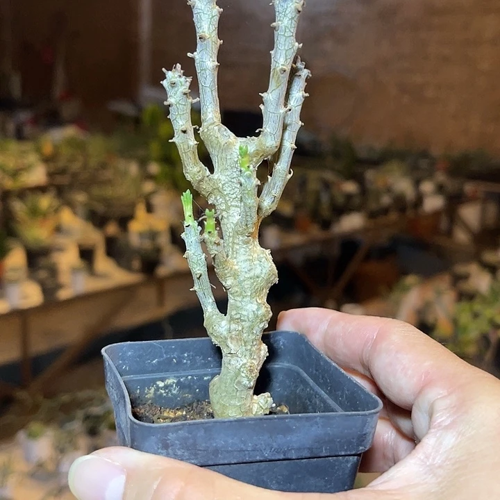 无花朵万物想杂一物一拍