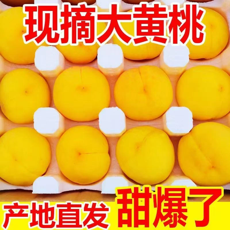 现摘新鲜高原黄桃果园现摘脆甜多汁时令水果