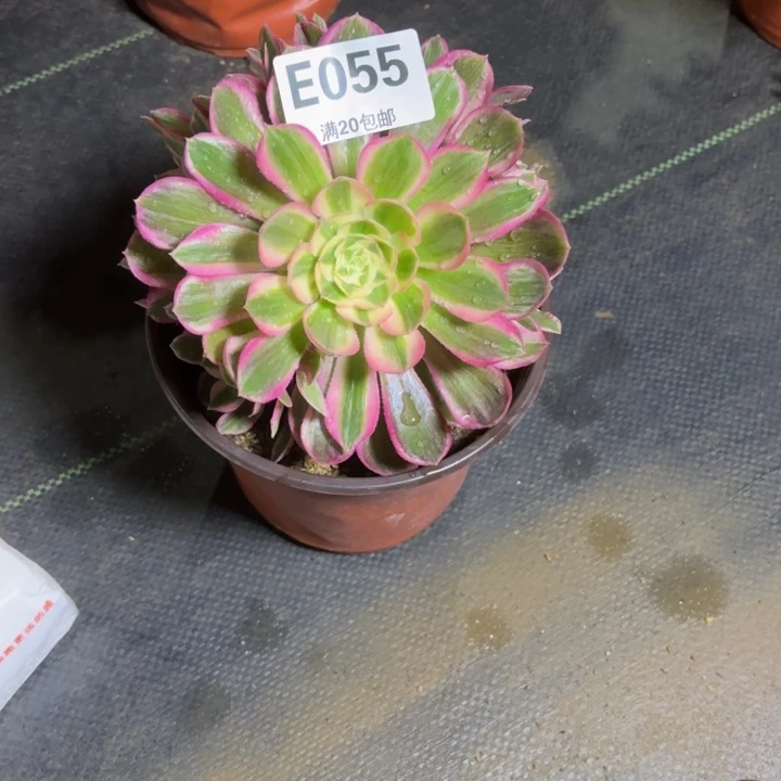 瑞妈。。。。。。。055孔雀翎，