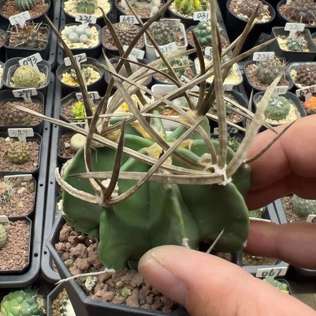 610水牛角实生5555