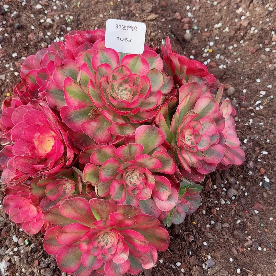 31法师锦多肉1063荔枝