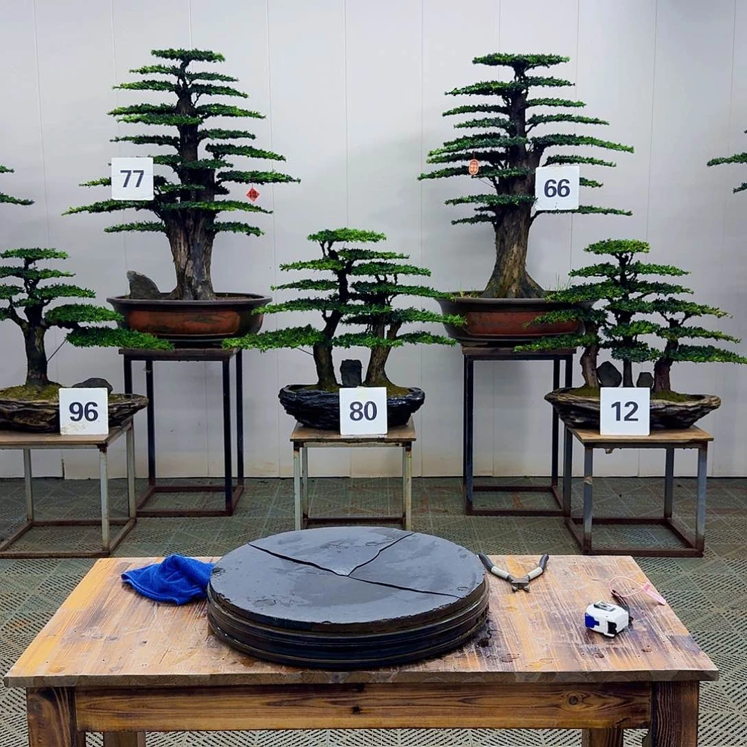 盆景松树造型盆景