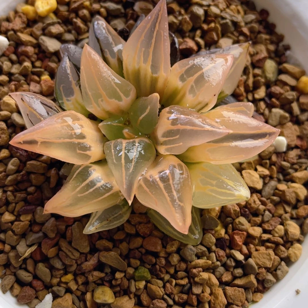 叮**麻十二卷多肉糊斑西瓜寿锦。