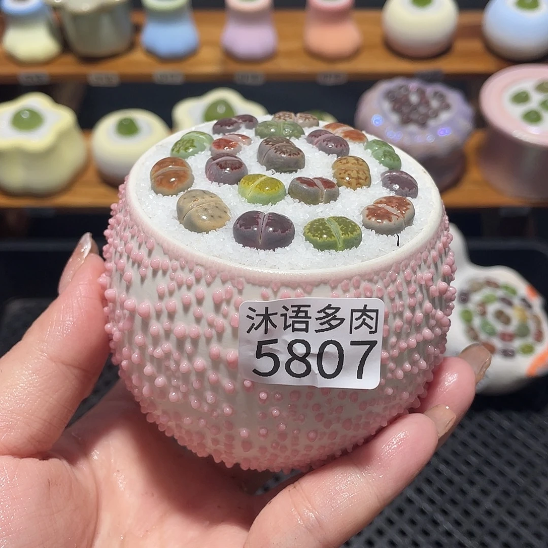 带盆土植物 一物一拍5807