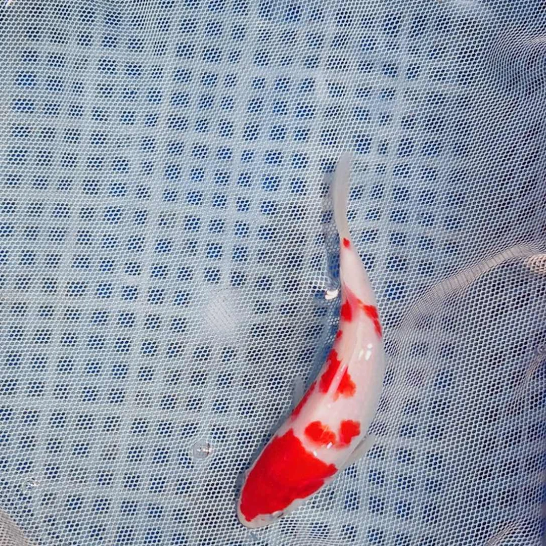 锦鲤锦鲤观赏鱼1111