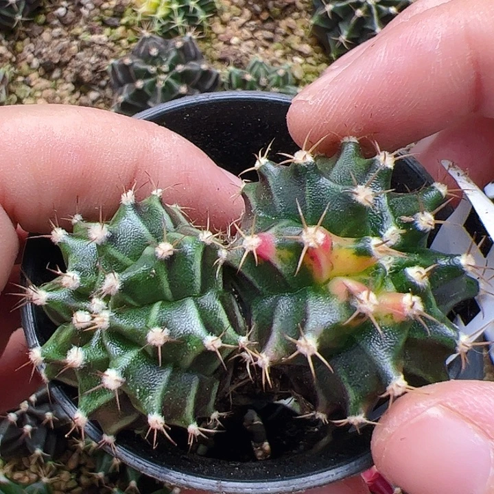 当前无花栽培后可以开花245双头