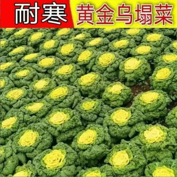 【黄心乌塌菜种子】耐寒黄心乌塌菜种子四季阳台盆栽地栽