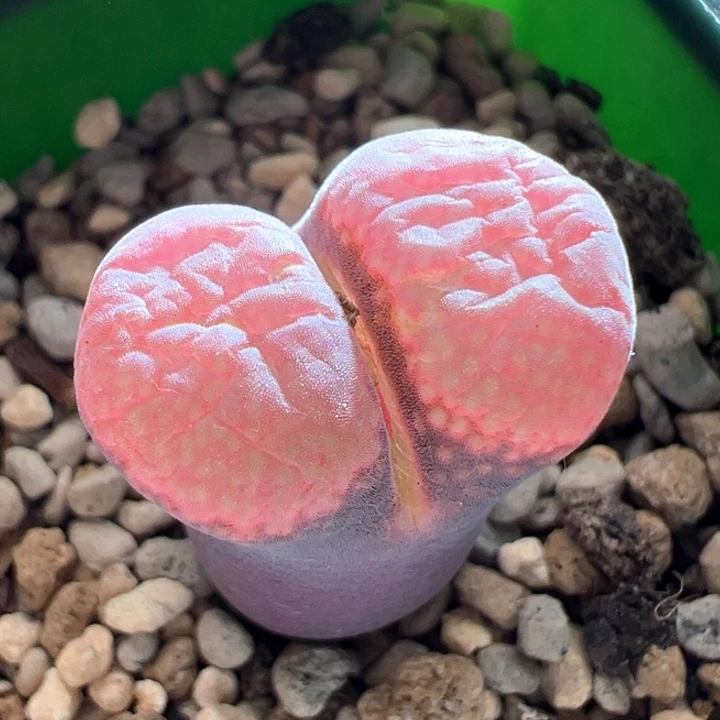 106。优选流量密码4年。 母本。