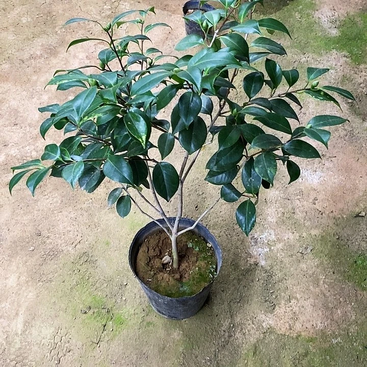 无花朵红木别墅。