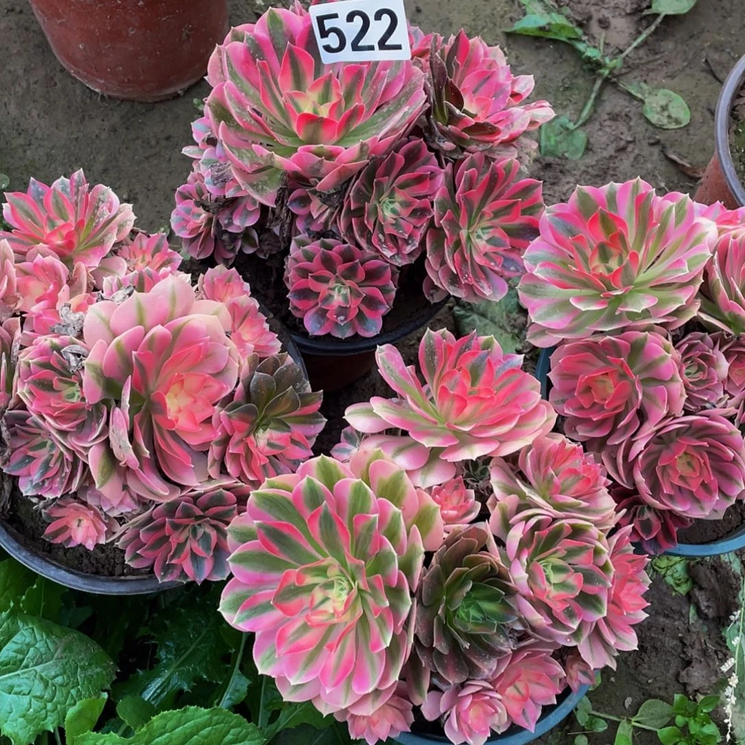 多肉法师522号粉女巫发货4颗不包损