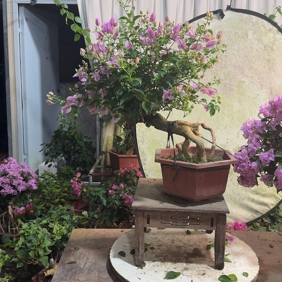 右****无花朵巴西紫一物一拍