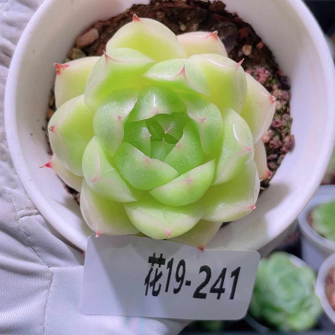 花利美19-241麦秆
