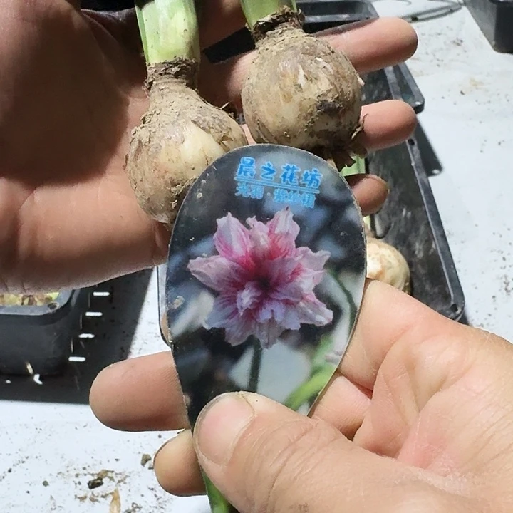 光羽紫纱裙朱顶红一棵3.8