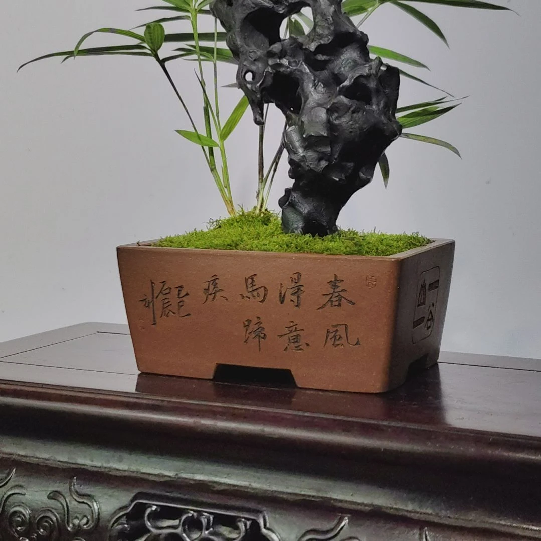金***来无花朵盆景，四国矮竹，太湖石