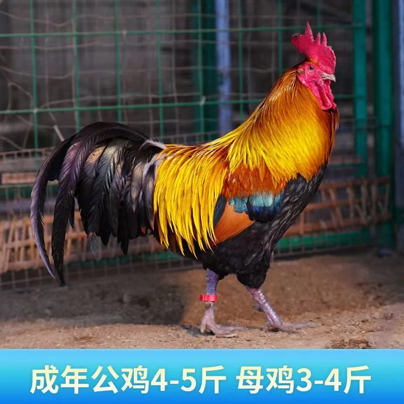 贵州高山农家散养土鸡 肉鸡 三黄鸡 肉制紧实 软糯Q谈 营养丰富