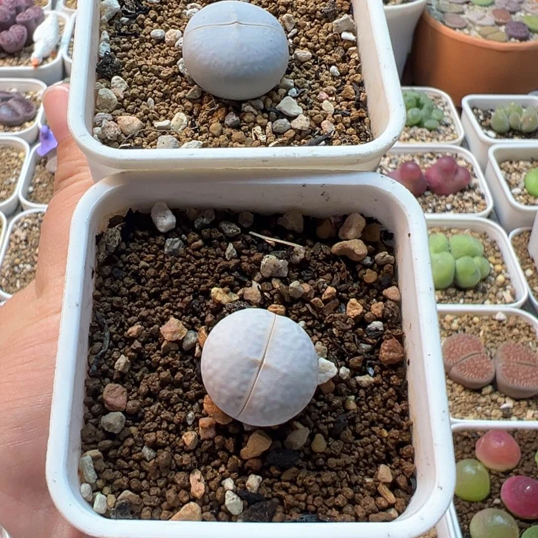 563多肉植物种类多样