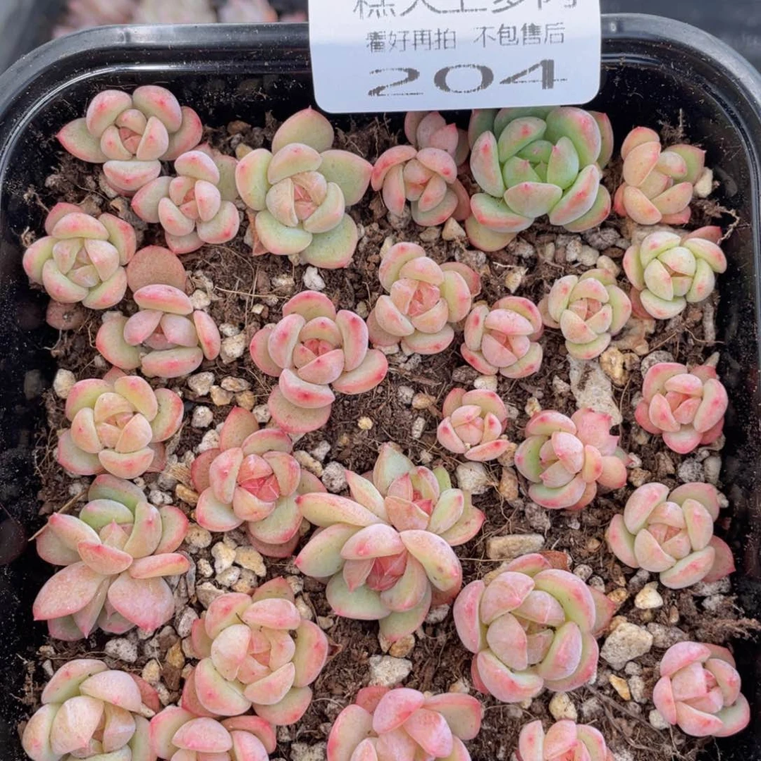 糕大上多肉植物204