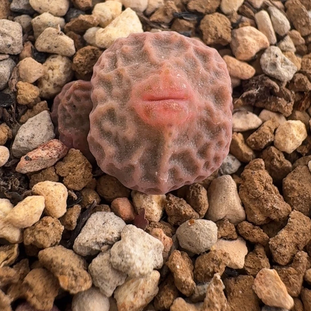 超级烧卖D T7778三头特选嘴