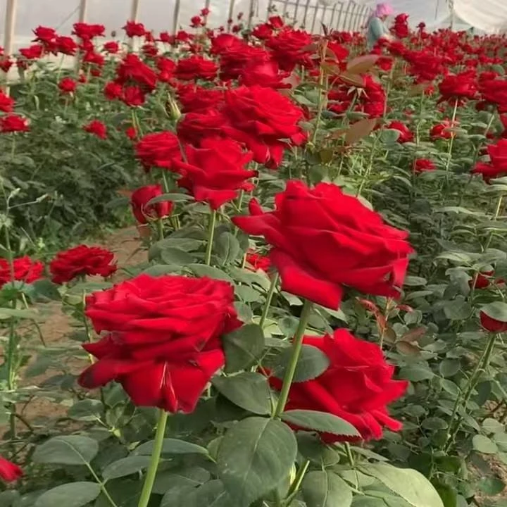 《嫁接多色月季棒棒糖》南阳基地直发带土室内外宜养护庭院植物