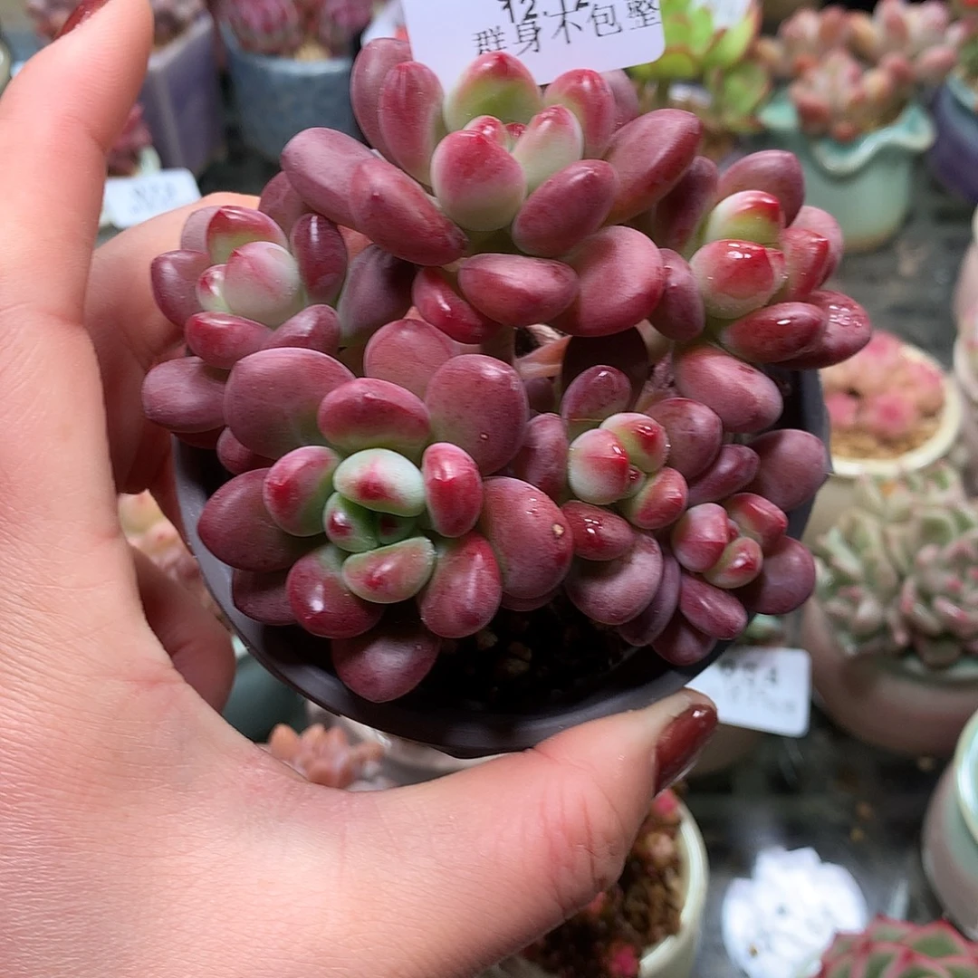 精控拇指盆12.12815