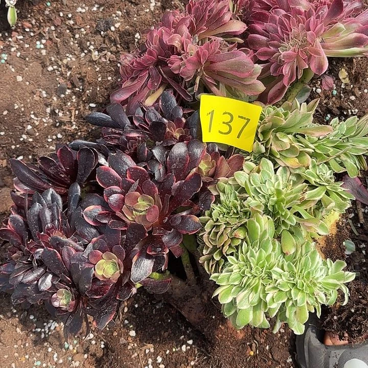 多肉植物福利137