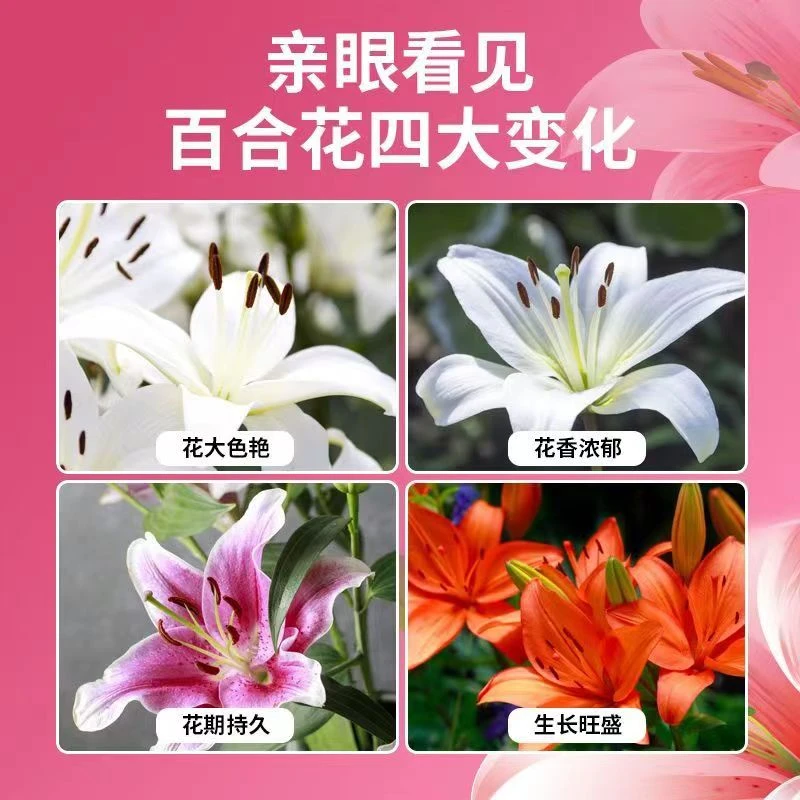 重瓣带芽种球爱莎百合花绿植土培香水室内外花卉浓香庭院花苗盆栽