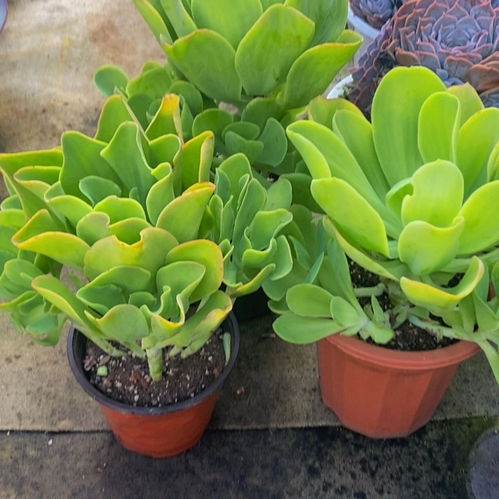 柠檬卷无砍捧花叶展冠服30加